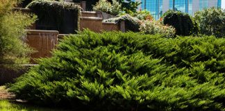 Evergreen Shrubs