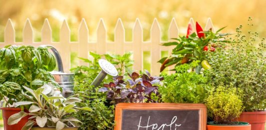 Most Profitable Herbs to Grow