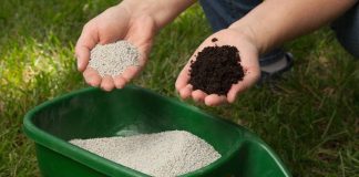 When to Fertilize New Grass