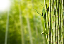 how fast does bamboo grow