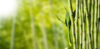 how fast does bamboo grow