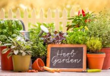 most profitable herbs to grow