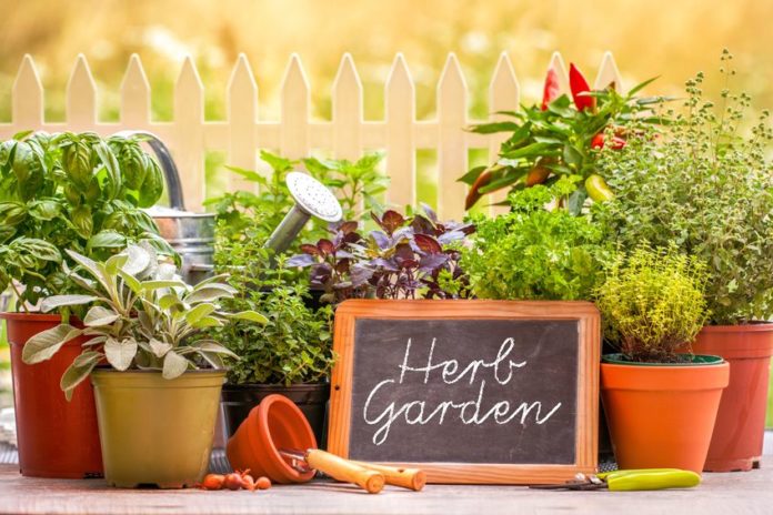 most profitable herbs to grow